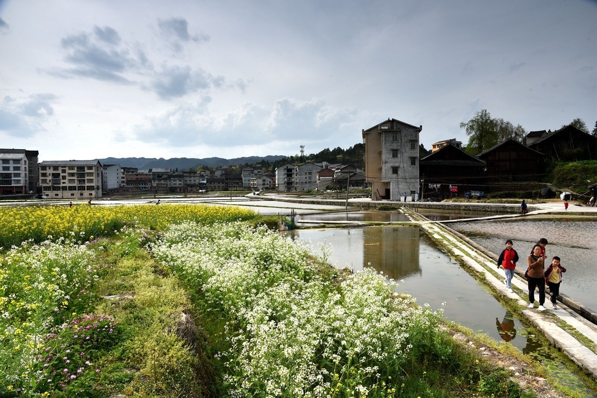 公路边的田园风光【贵州天柱县高酿镇】【4】