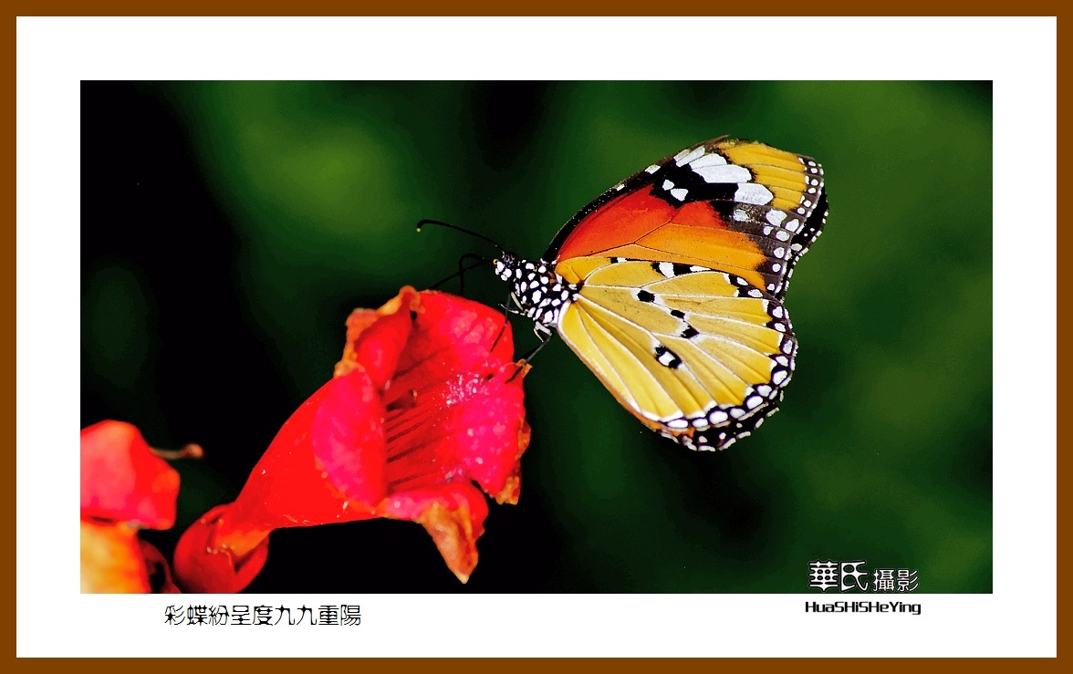 彩蝶纷呈度九九重阳——祝老朋友们节日快乐