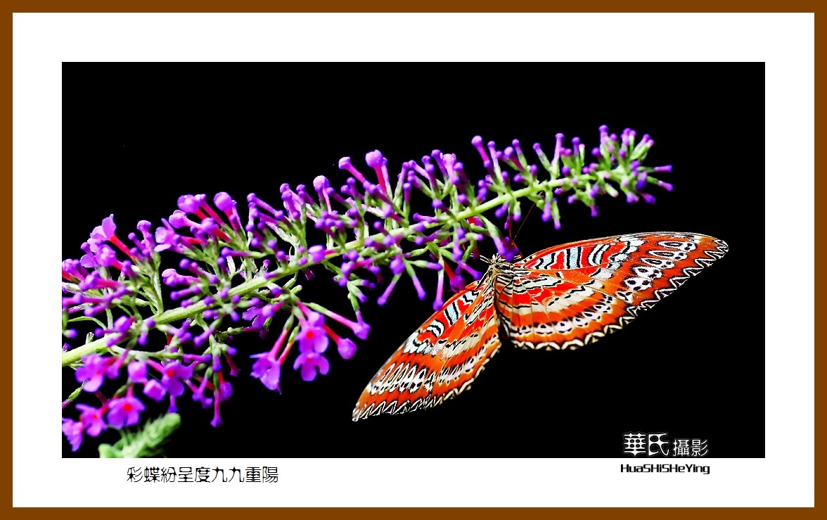 彩蝶纷呈度九九重阳——祝老朋友们节日快乐