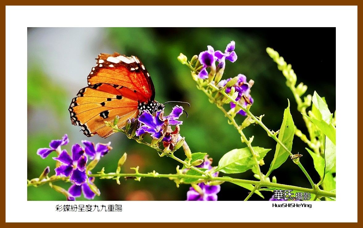 彩蝶纷呈度九九重阳——祝老朋友们节日快乐