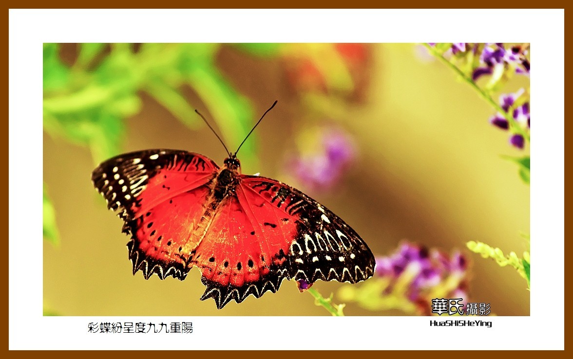 彩蝶纷呈度九九重阳——祝老朋友们节日快乐