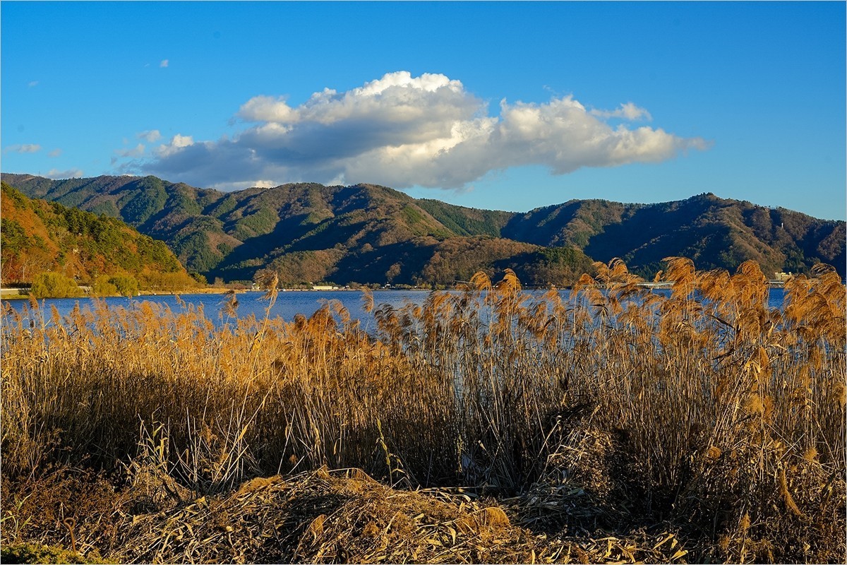 2024年第0934贴-富士山河口湖大石公园旅拍（1224）