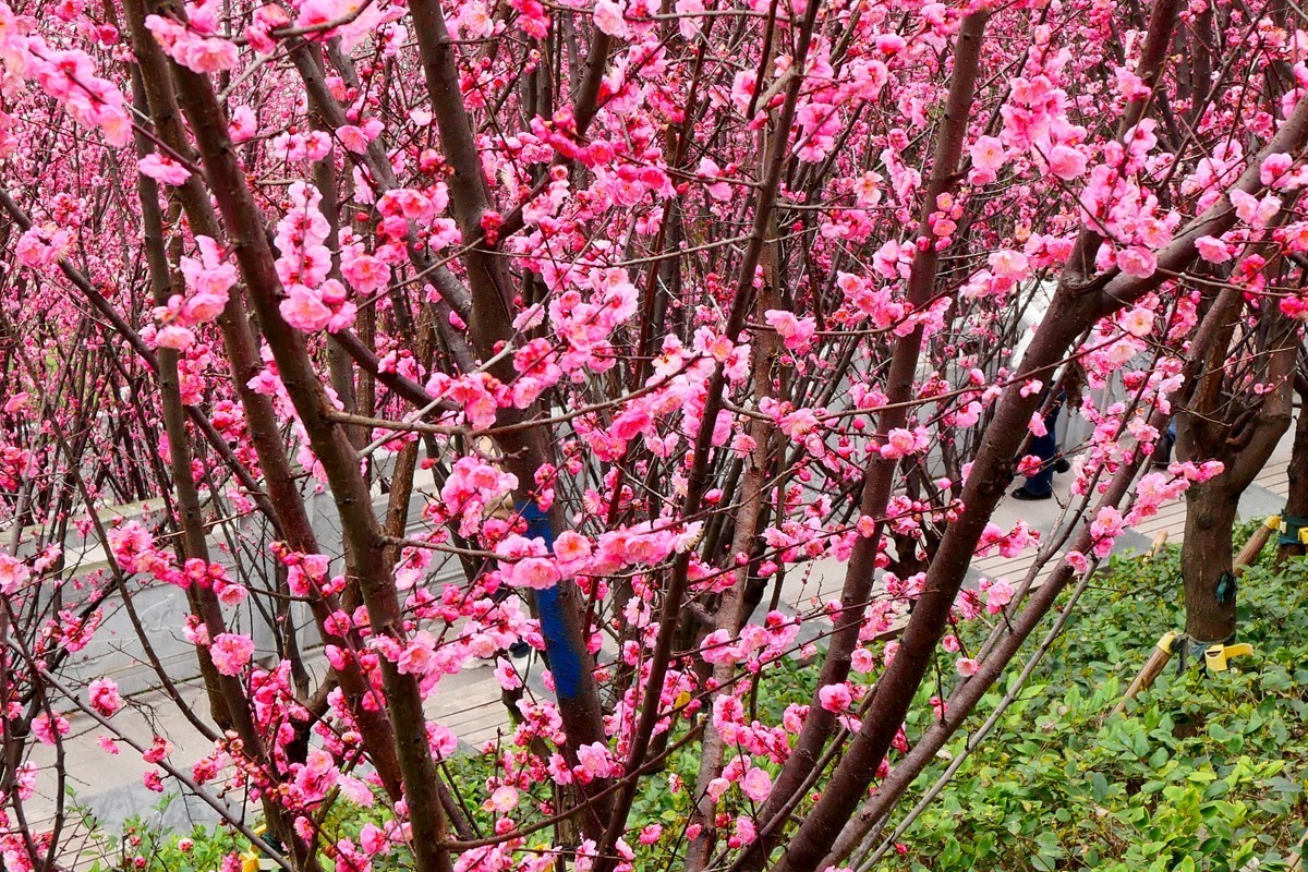 ［G100］迎春红梅开(二)