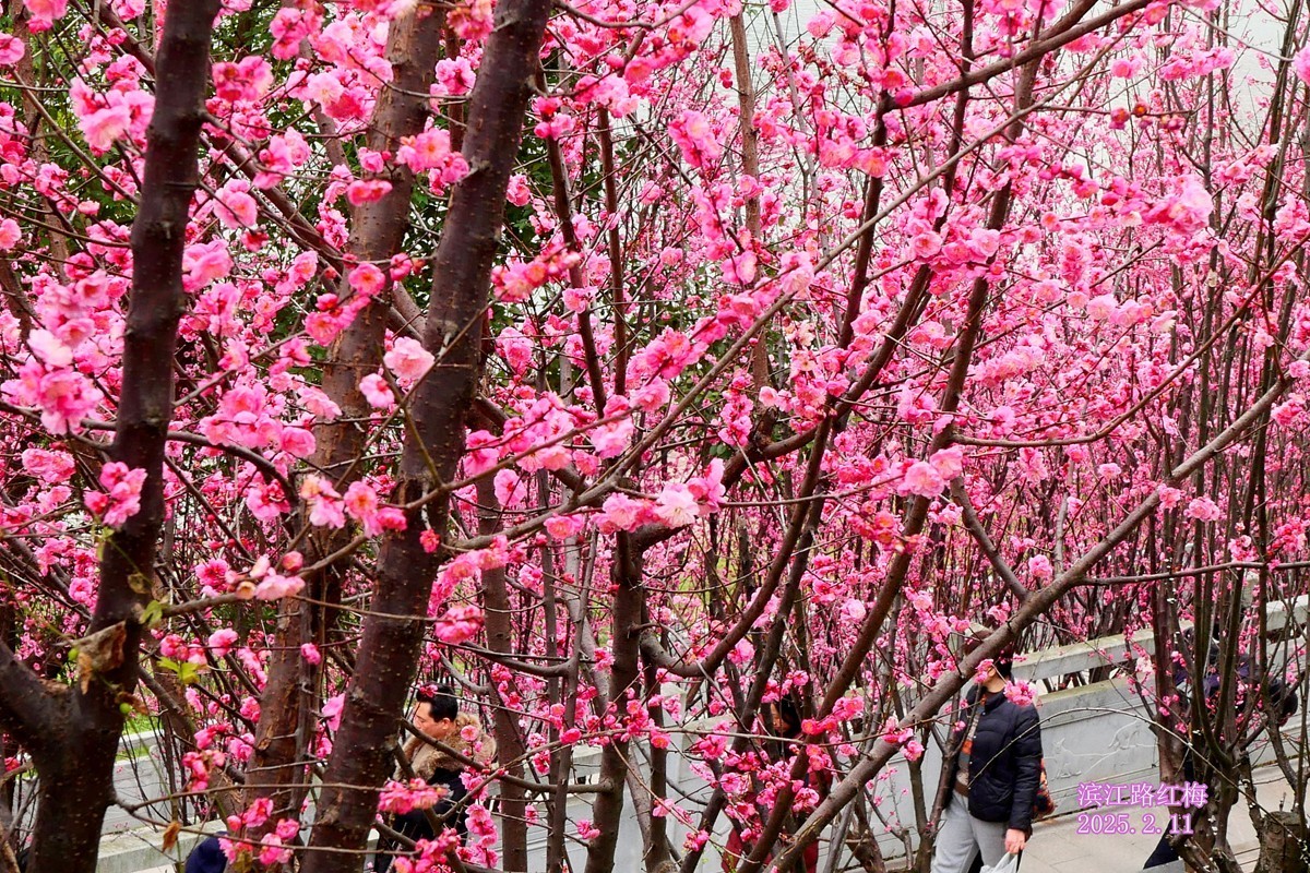 ［G100］迎春红梅开(二)