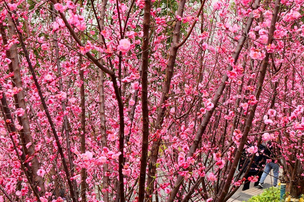 ［G100］迎春红梅开(二)