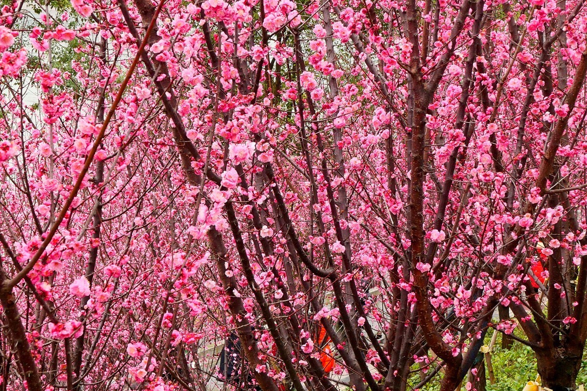 ［G100］迎春红梅开(二)