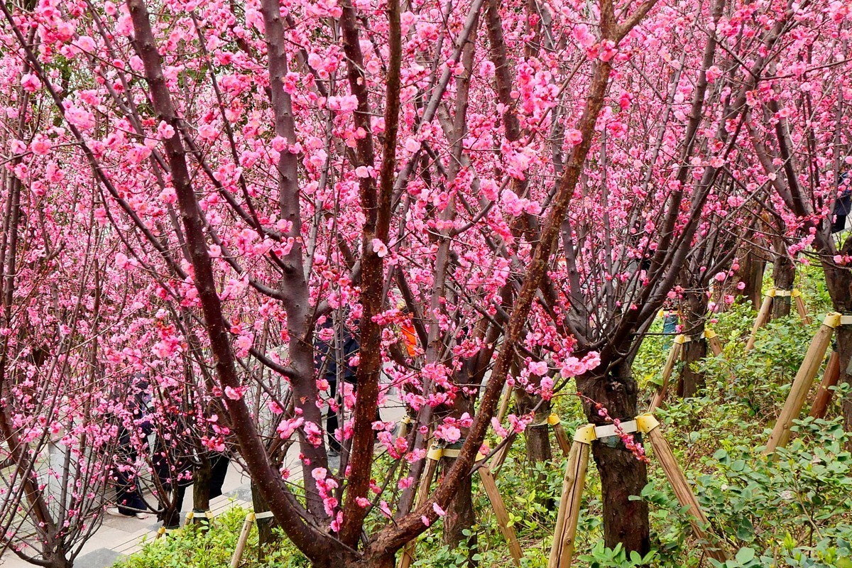 ［G100］迎春红梅开(二)
