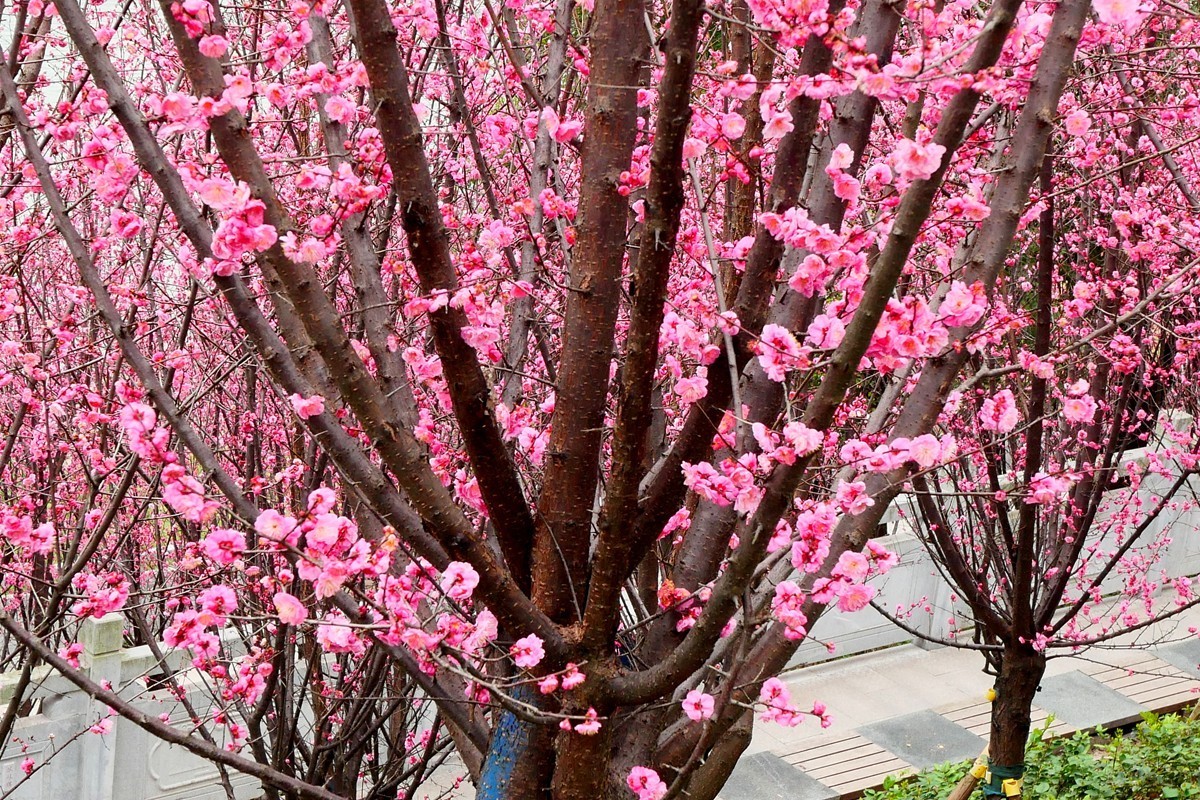 ［G100］迎春红梅开(二)