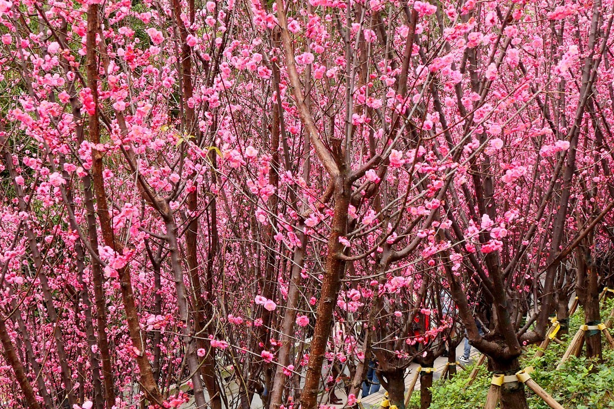 ［G100］迎春红梅开(二)