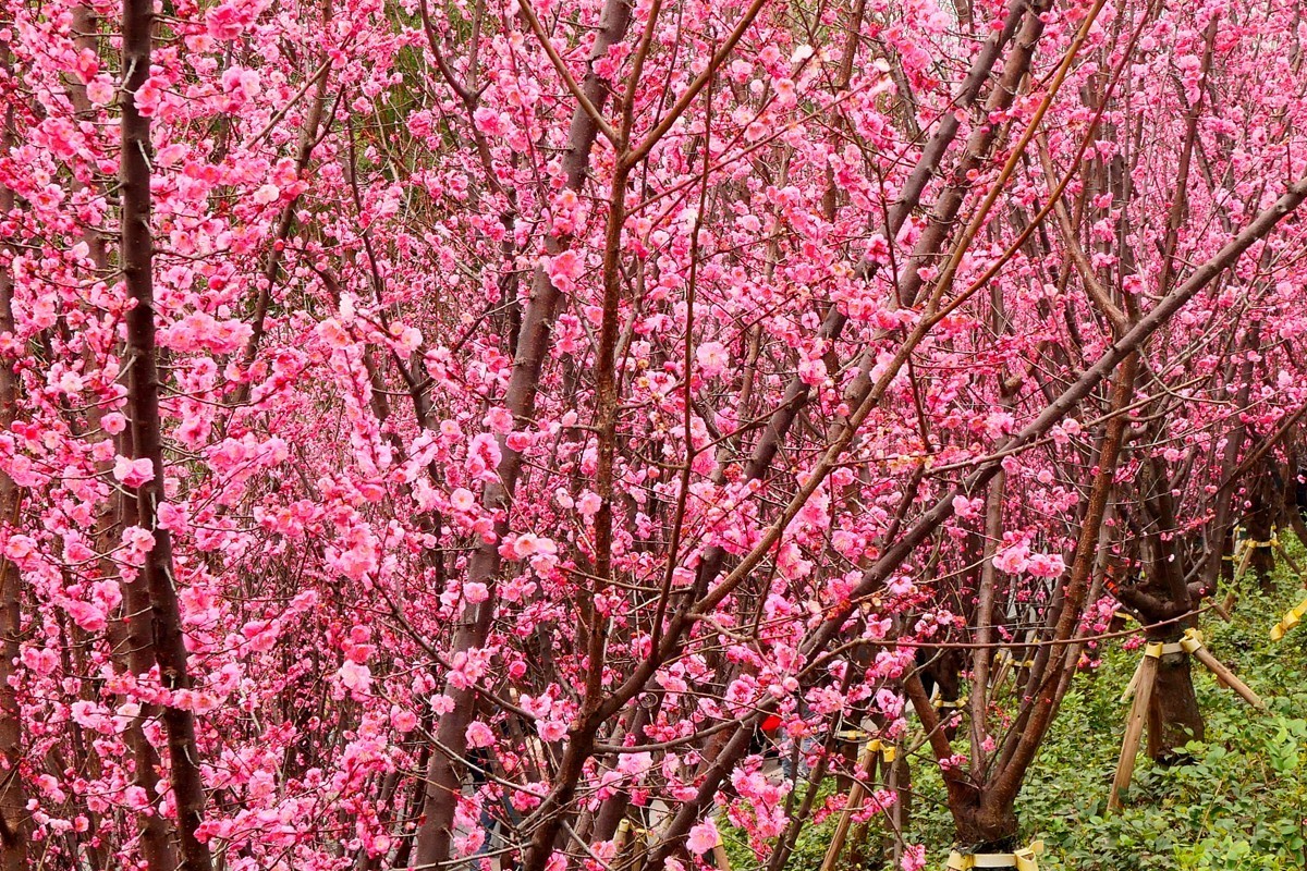 ［G100］迎春红梅开(二)