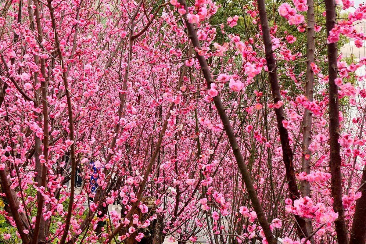 ［G100］迎春红梅开(二)