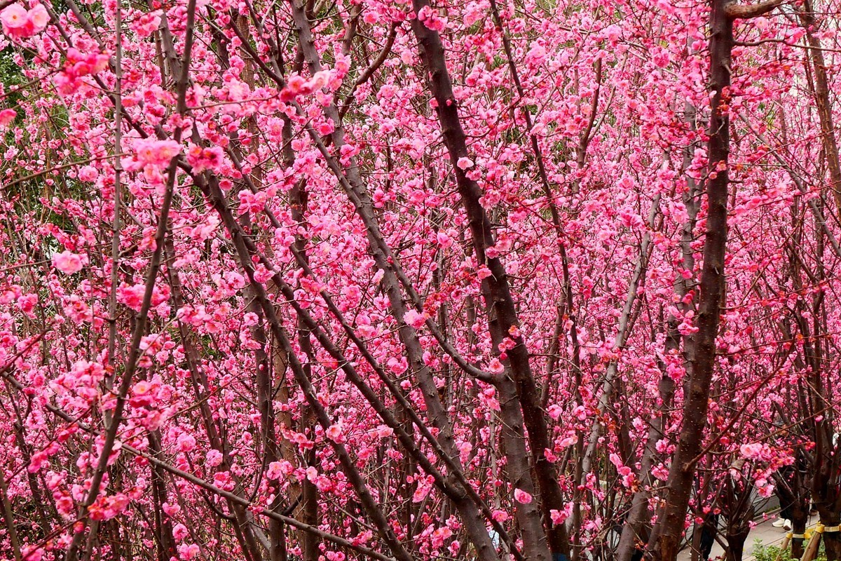 ［G100］迎春红梅开(二)