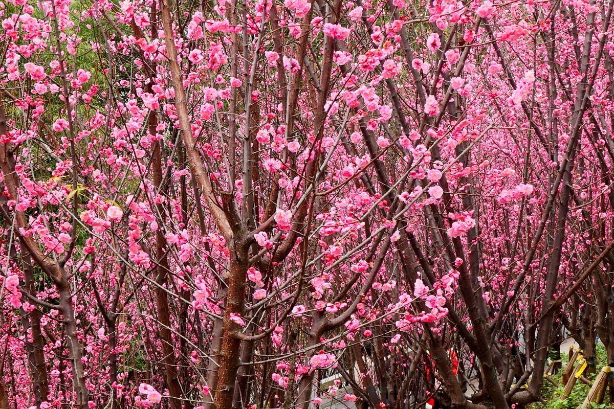 ［G100］迎春红梅开(二)