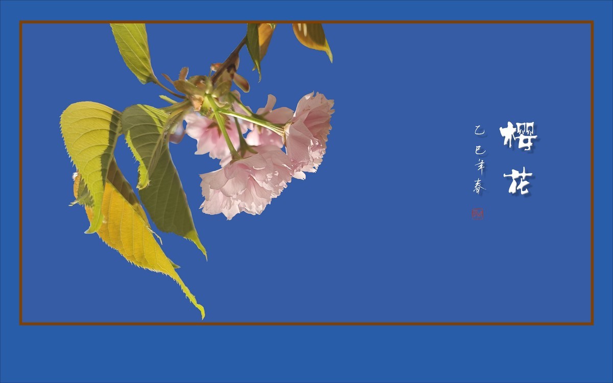 层层百褶裙，翩翩舞樱花