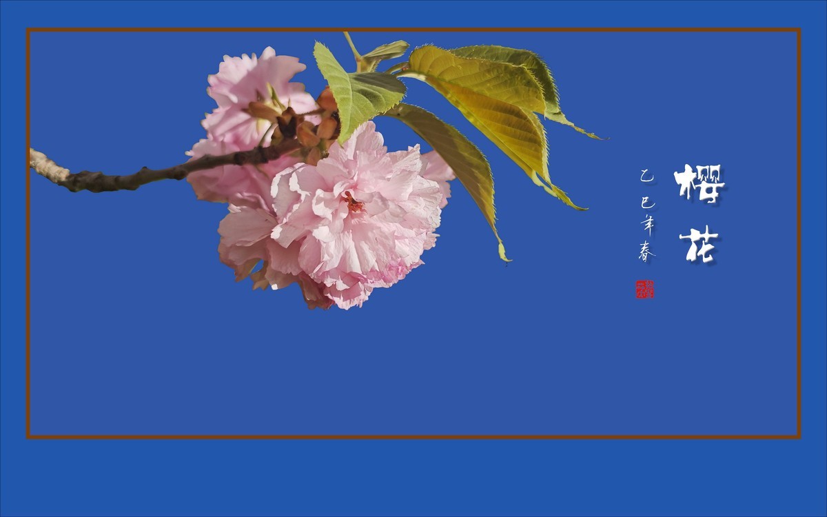 层层百褶裙，翩翩舞樱花