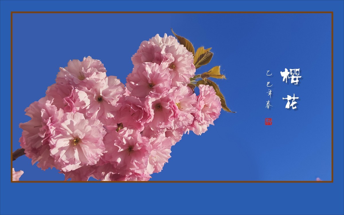 层层百褶裙，翩翩舞樱花