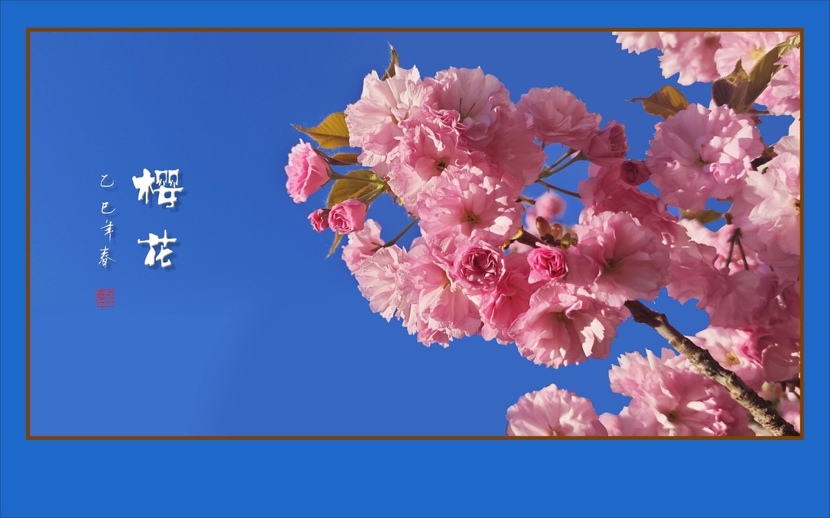 层层百褶裙，翩翩舞樱花