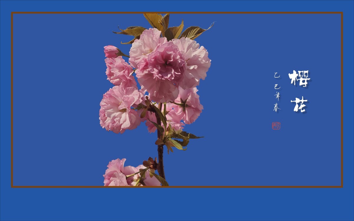 层层百褶裙，翩翩舞樱花