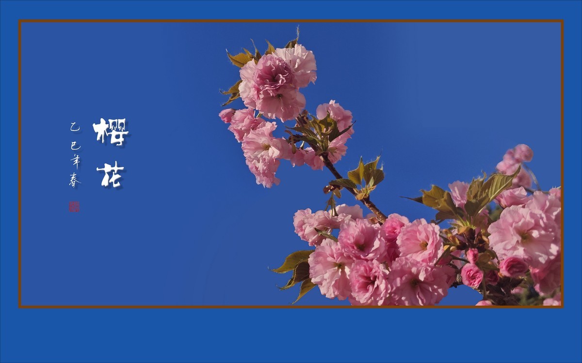 层层百褶裙，翩翩舞樱花