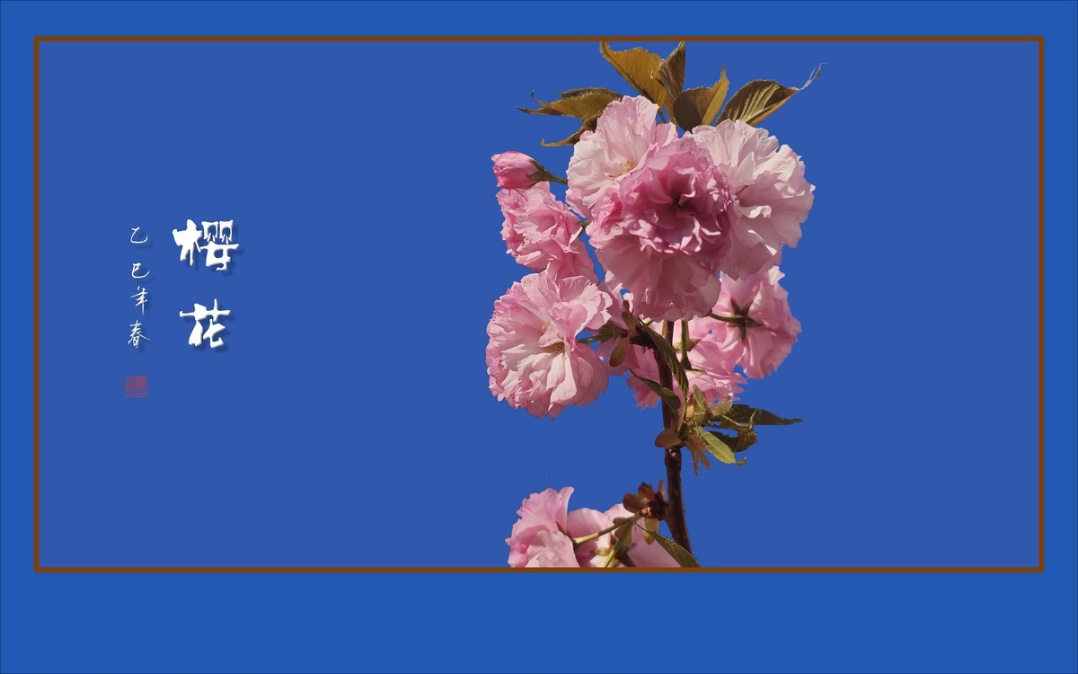 层层百褶裙，翩翩舞樱花