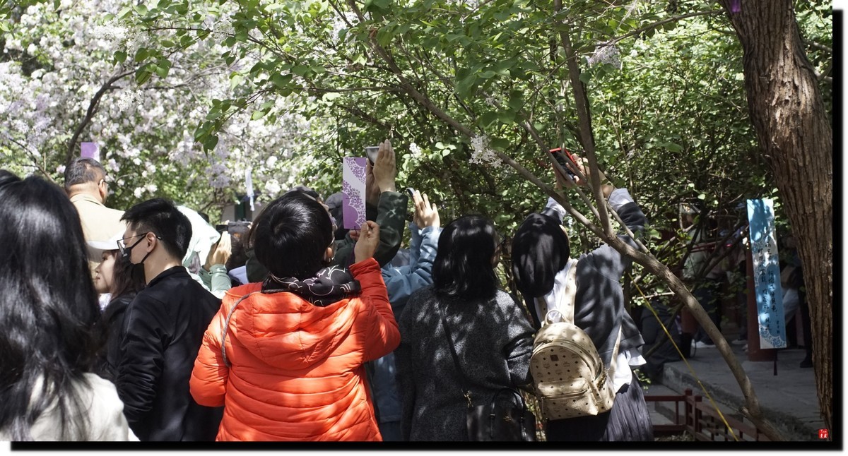 法源寺赏丁香！