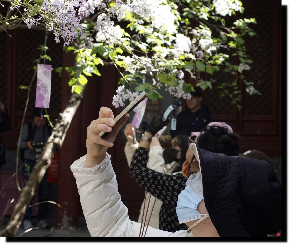 法源寺赏丁香！