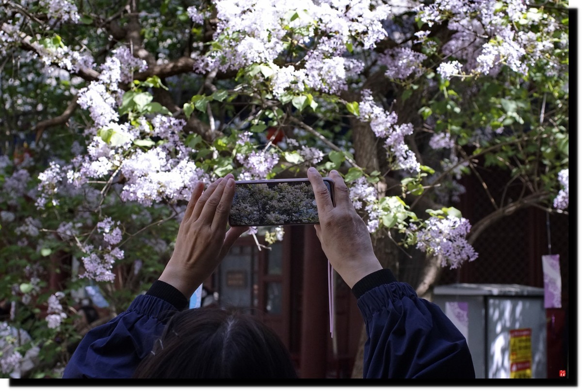 法源寺赏丁香！
