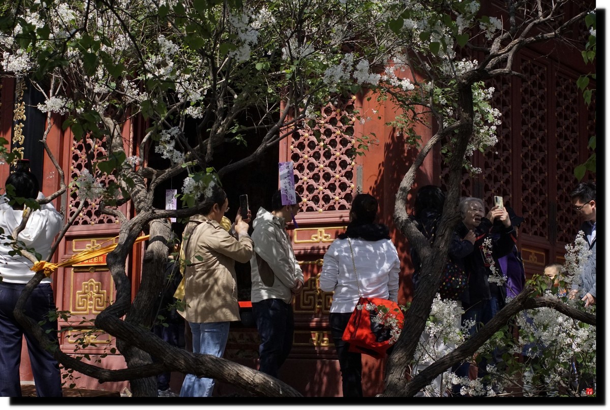 法源寺赏丁香！