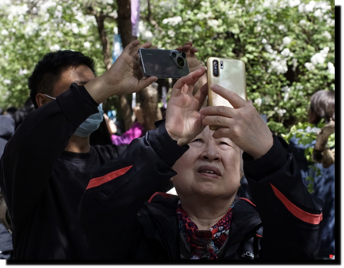 法源寺赏丁香！