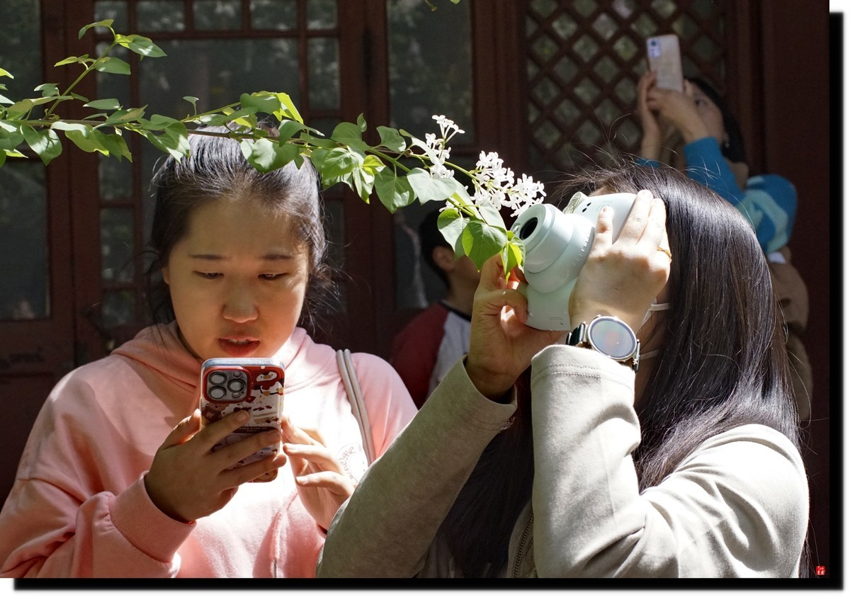 法源寺赏丁香！
