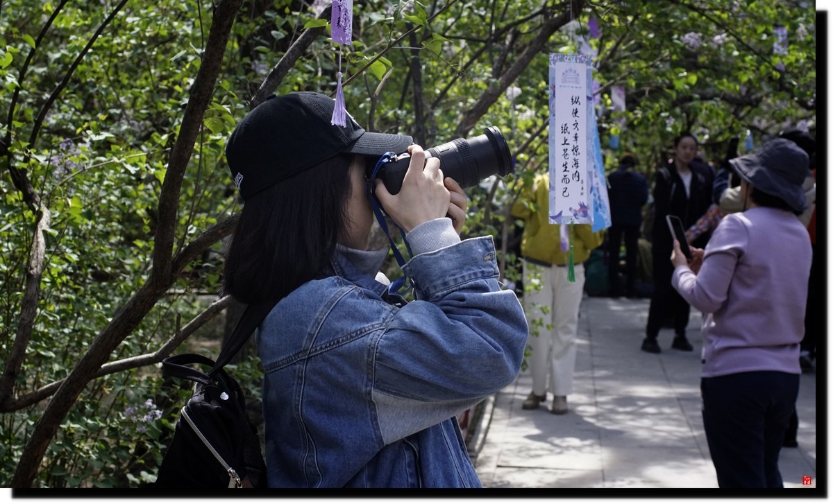法源寺赏丁香！