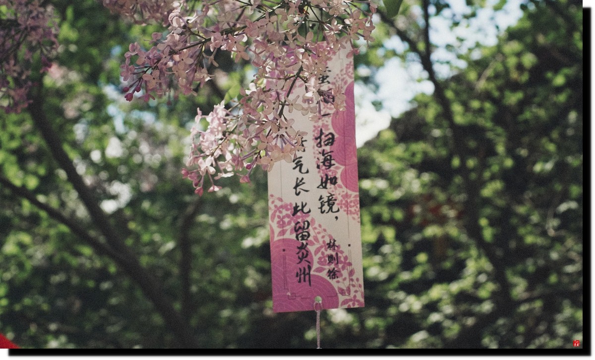 法源寺赏丁香！