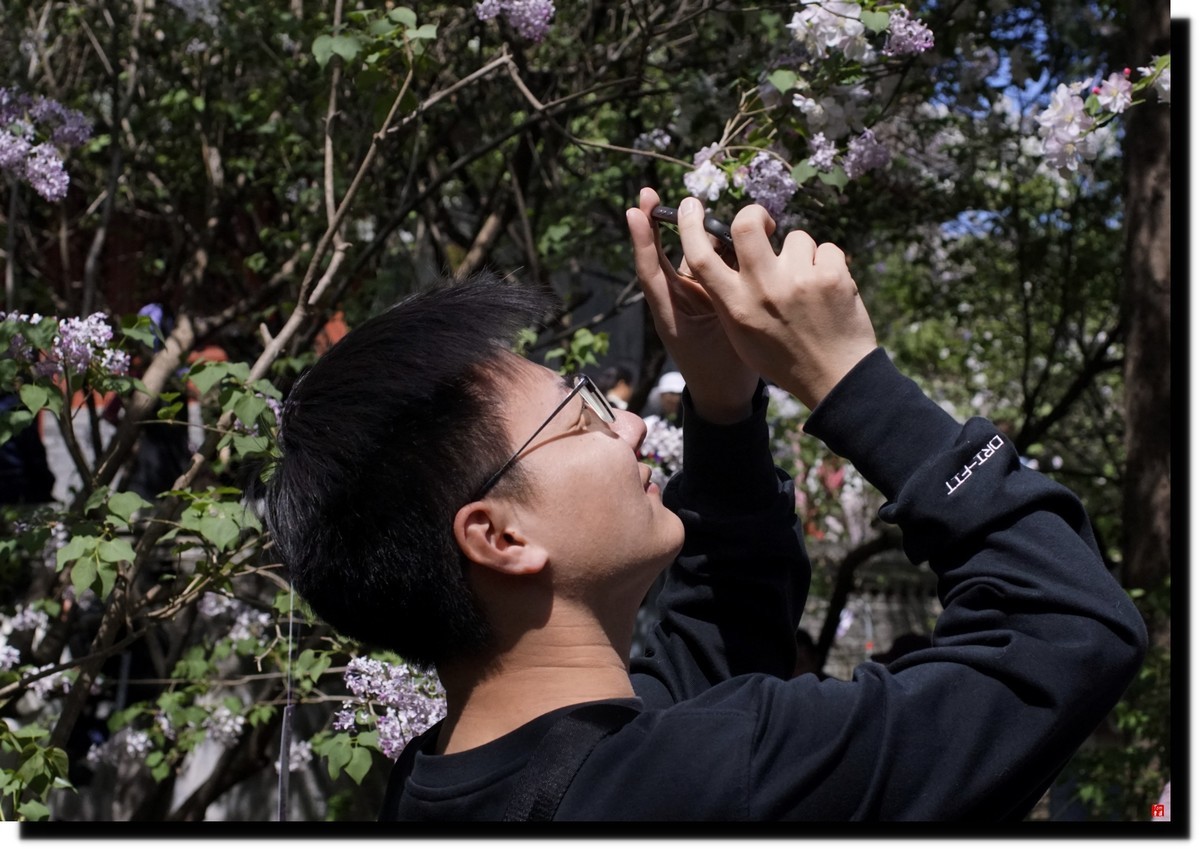 法源寺赏丁香！