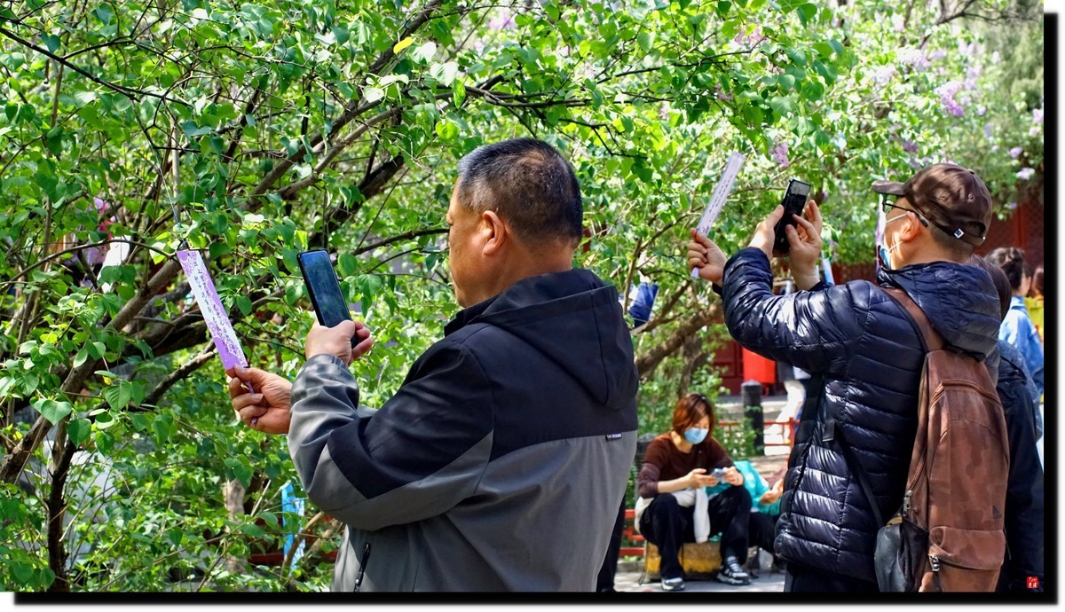 法源寺赏丁香！