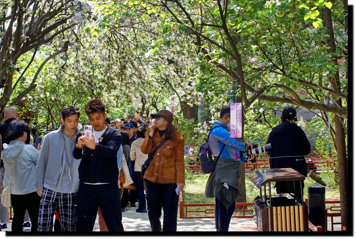 法源寺赏丁香！