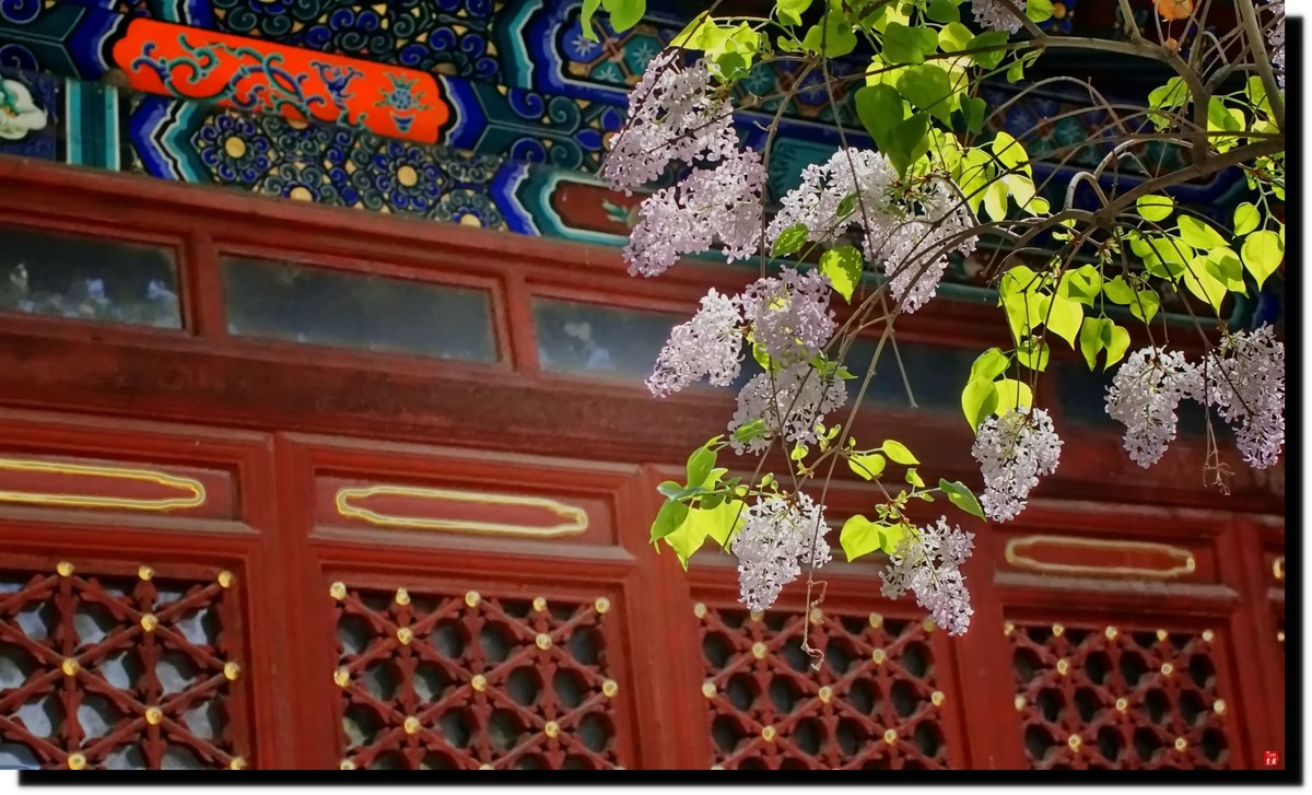 法源寺赏丁香！