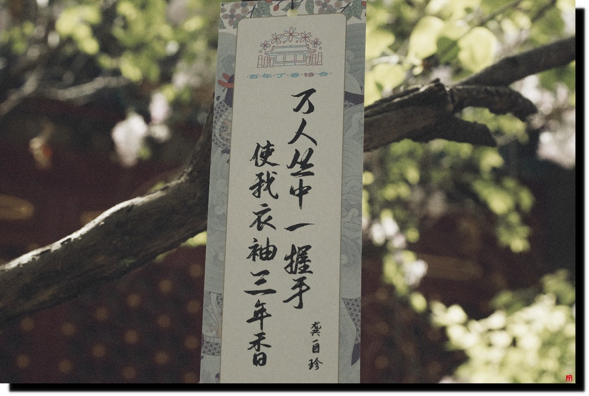 法源寺赏丁香！