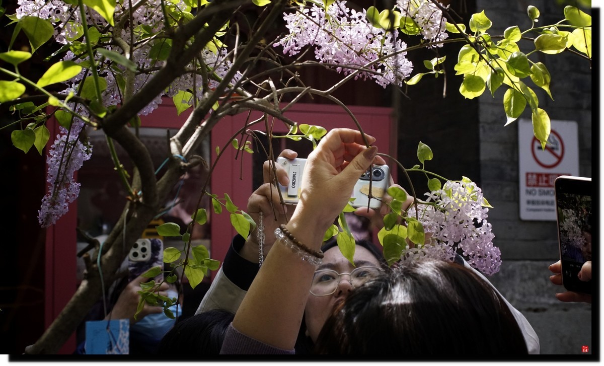 法源寺赏丁香！