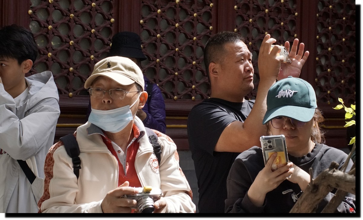 法源寺赏丁香！