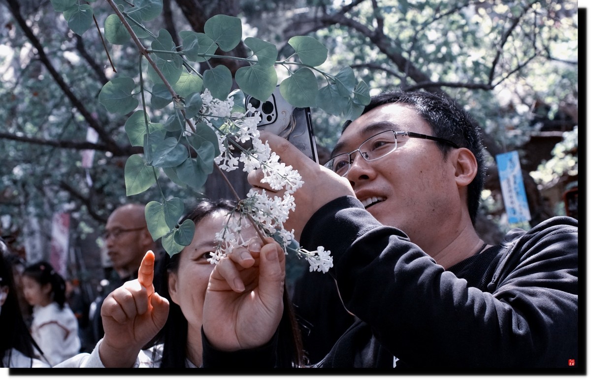 法源寺赏丁香！