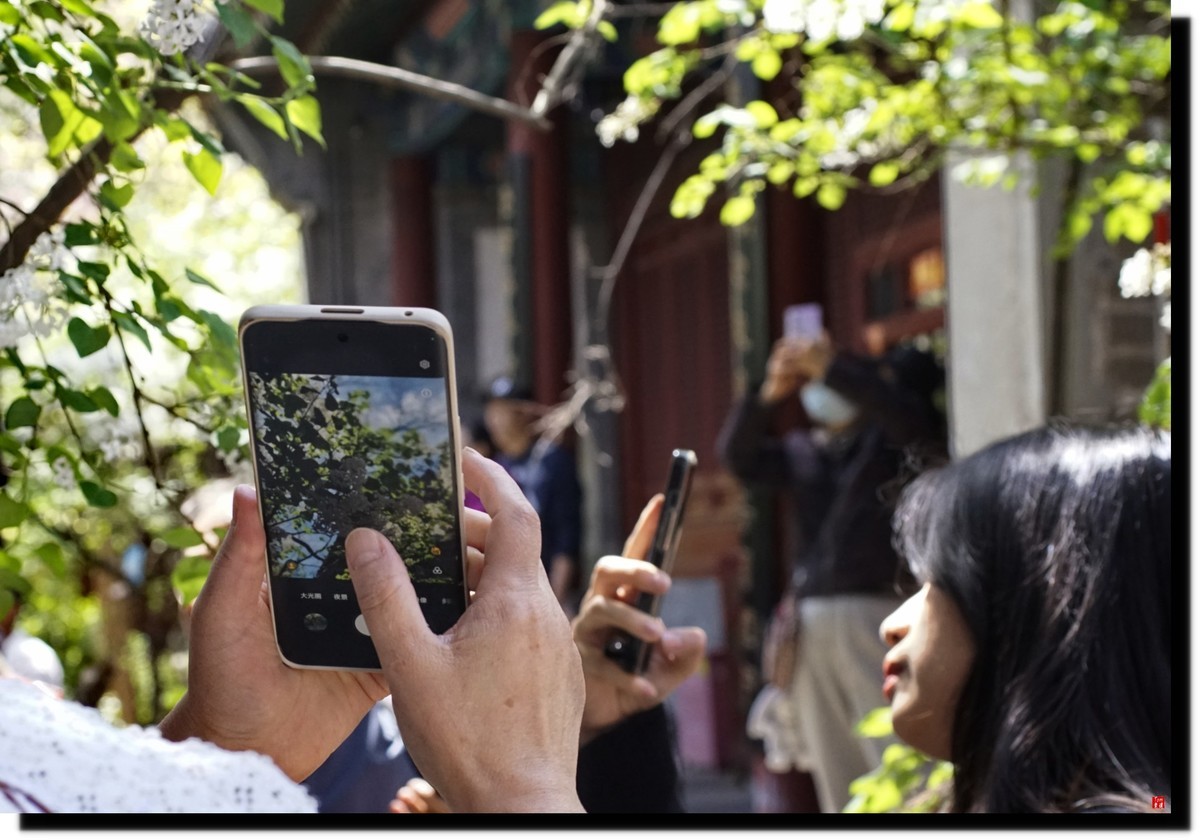 法源寺赏丁香！