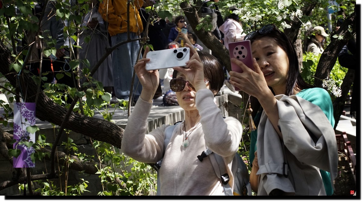 法源寺赏丁香！