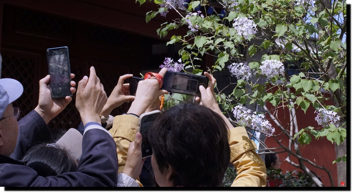 法源寺赏丁香！