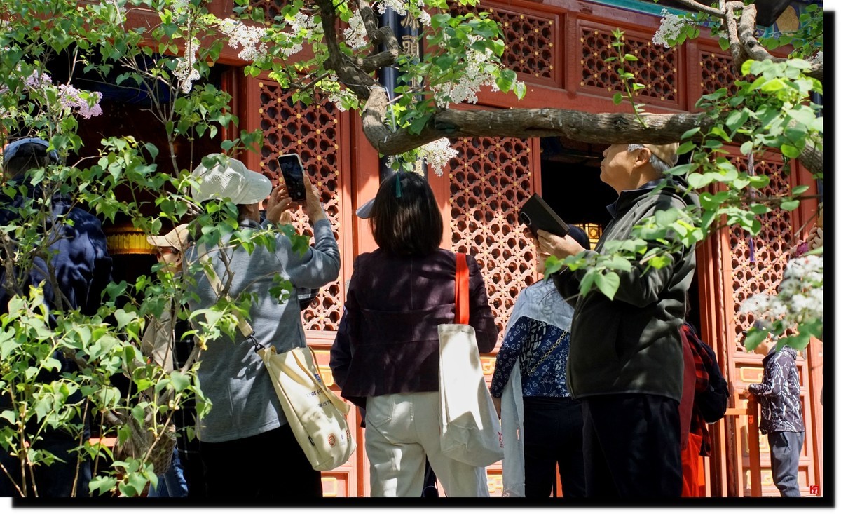 法源寺赏丁香！