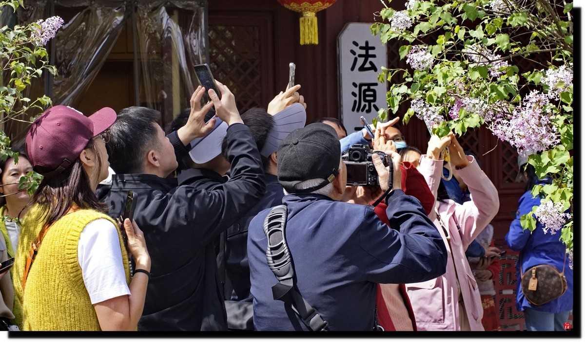 法源寺赏丁香！