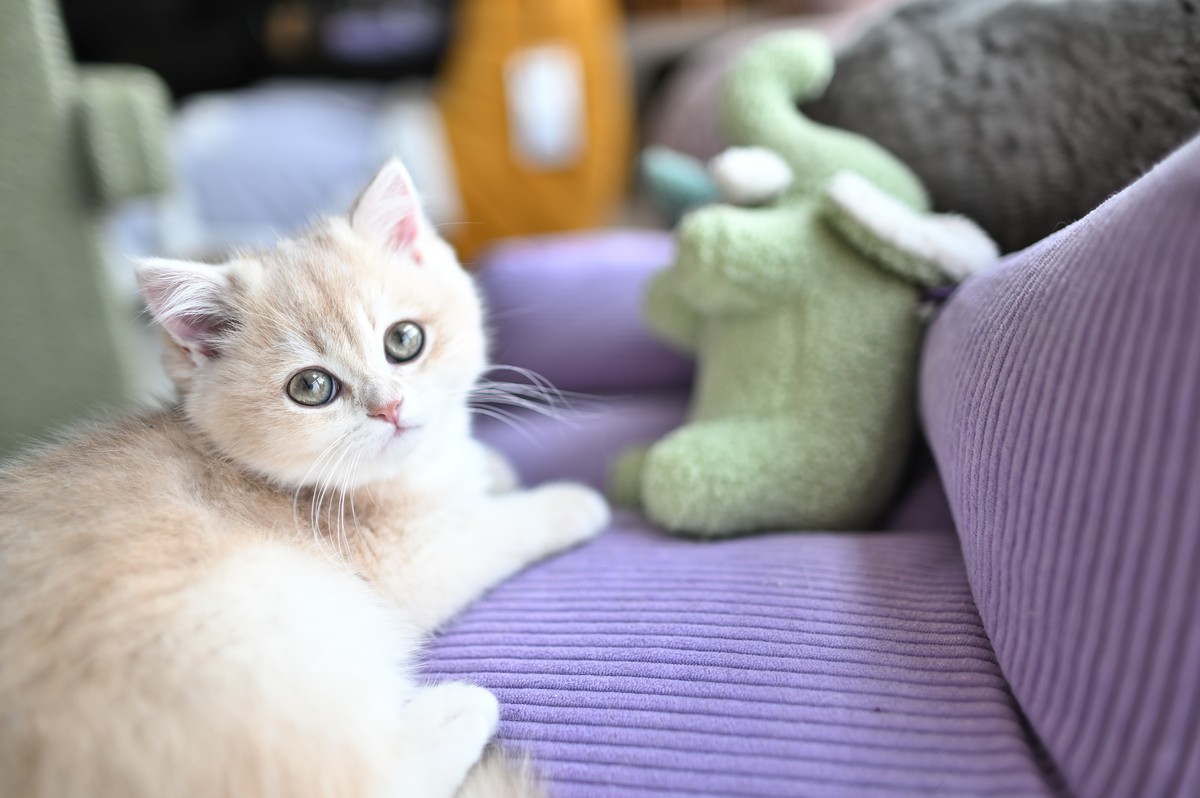 家里的小可爱（伍拾贰）