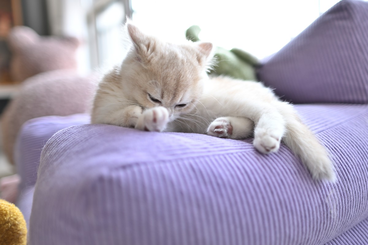 家里的小可爱（伍拾贰）