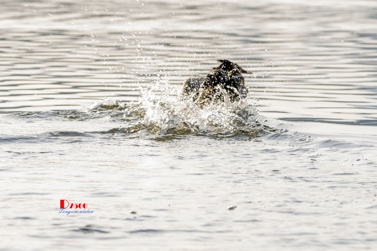 可爱的PI鹈（29）