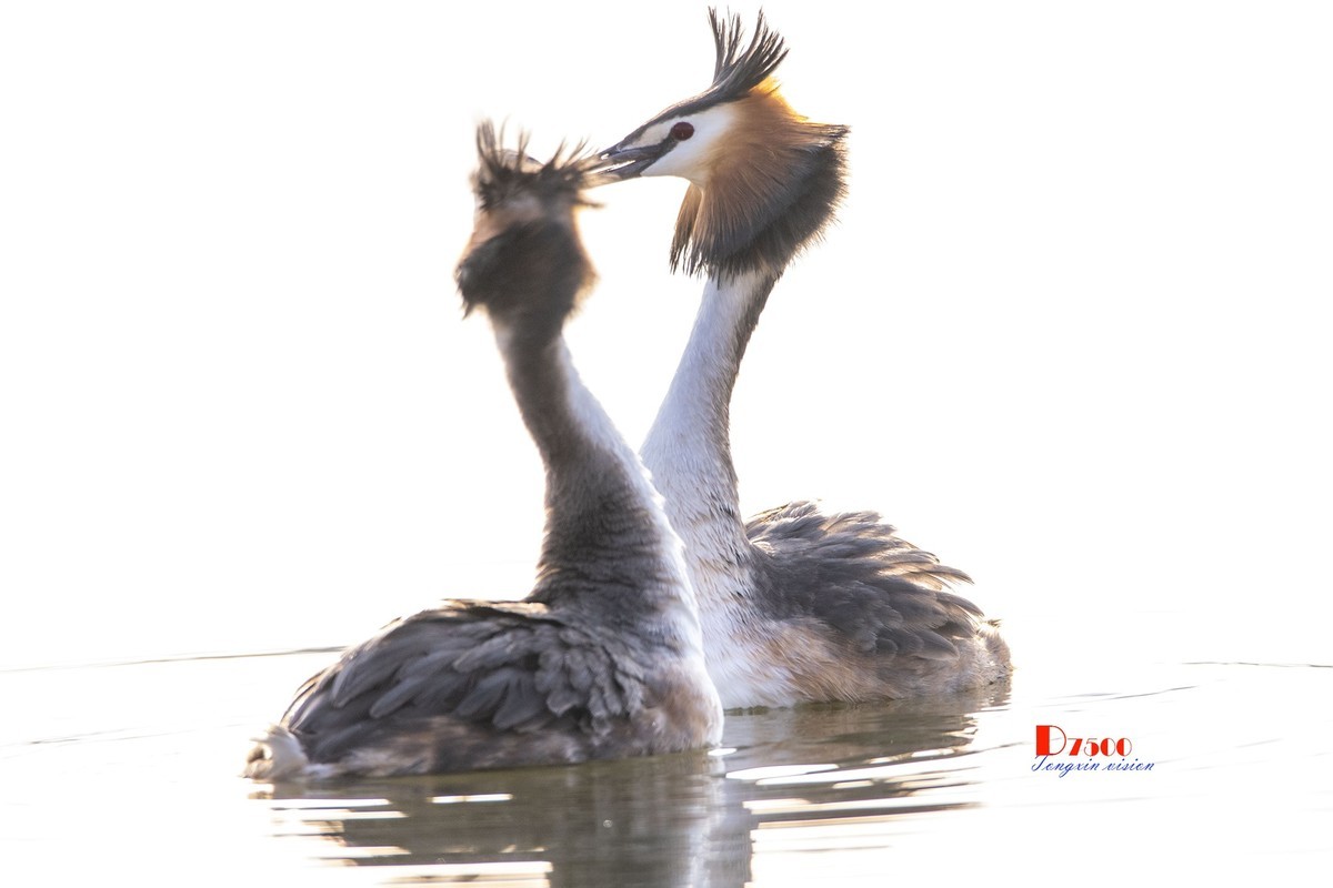 可爱的PI鹈（29）