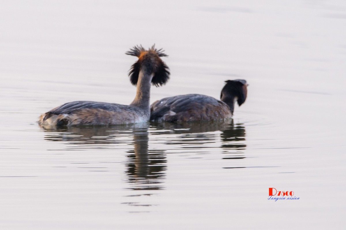 可爱的PI鹈（29）